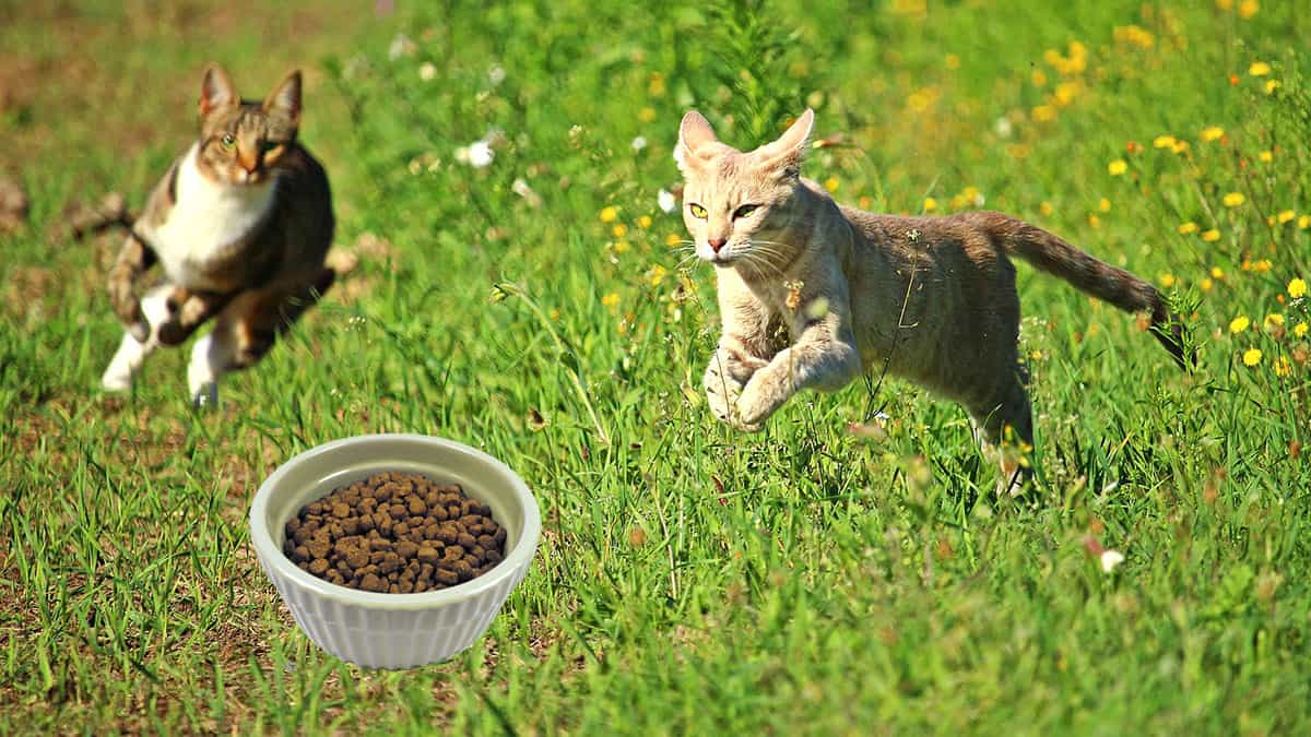 cats running toward a bowl of dry cat food