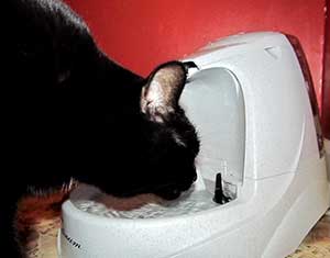 Pepper the black cat drinking from a Drinkwell Platinum Fountain
