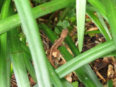 small gecko in the grass at Disney Hollywood Studios