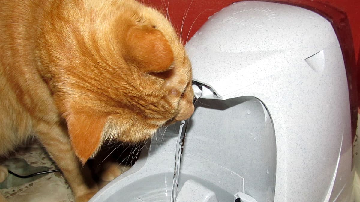cat drinking from a Drinkwell Platinum pet fountain