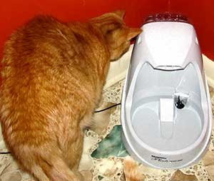 Pogo the cat watching a Drinkwell Platinum Fountain