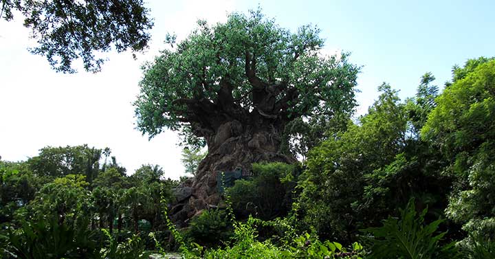 Tree of Life at Disney Animal Kingdom